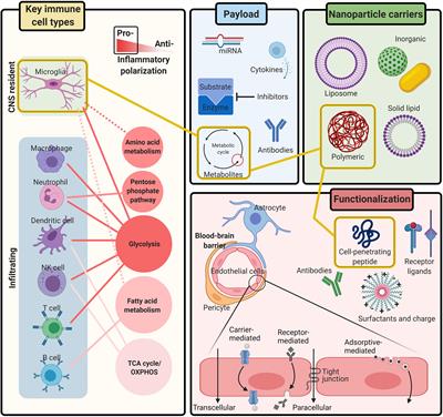 The Prospect of Nanoparticle Systems for Modulating Immune Cell Polarization During Central Nervous System Infection